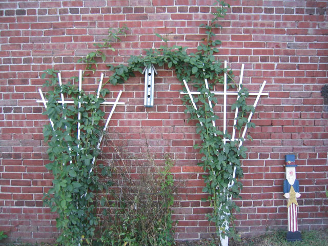 Garden along the brick wall of the old Beard's Feed Store
