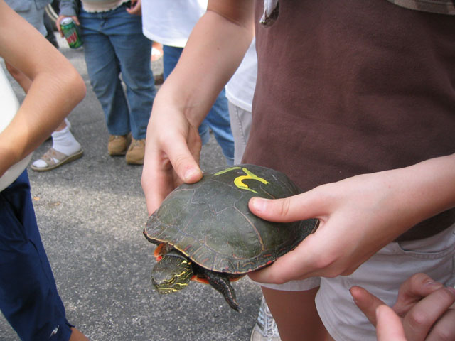 Fine specimen for the turtle races