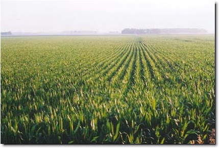 Corn fields in the summer heat