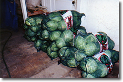 Piles of cabbage